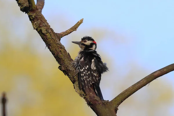 Plan Rapproché Pic Moins Tacheté Perché Sur Une Branche Arbre — Photo