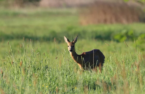 Een Selectieve Focus Schot Hert Door Hoge Grassen Het Veld — Stockfoto