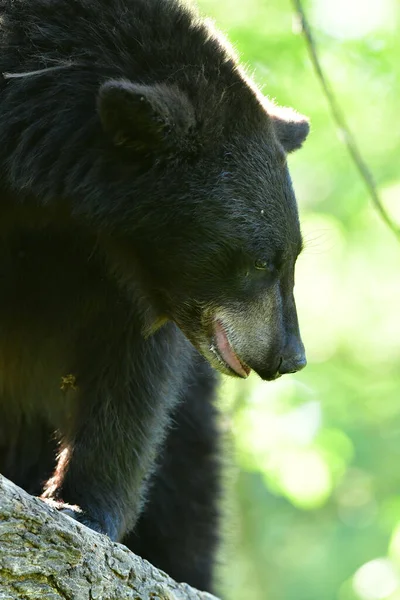 Selective Focus Shot Black Bear Walking Forest Standing Wood — Stock Photo, Image