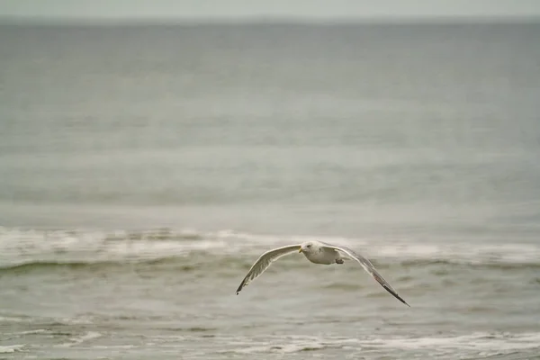 一只海鸥飞过海面的特写镜头 — 图库照片