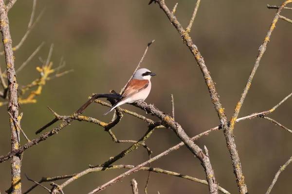 Ett Närbild Skott Vanliga Shrike Uppe Trädgren — Stockfoto