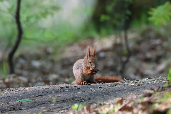 Una Ardilla Comiendo Nuez Bosque —  Fotos de Stock