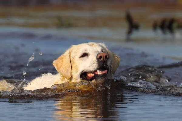 Egy Közeli Felvétel Fehér Labradorról Ahogy Úszik Folyón — Stock Fotó