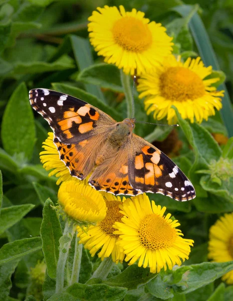 太陽の下で庭の黄色のタンポポに描かれた女性の蝶の垂直ショット — ストック写真