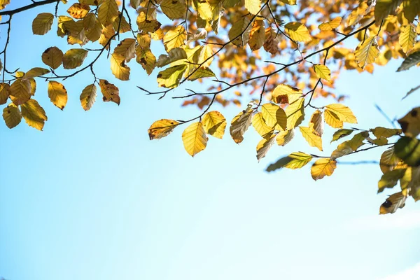 Niskokątny Strzał Autumn Listowie Gałęziach Drzewa Jasnym Błękitnym Niebie — Zdjęcie stockowe