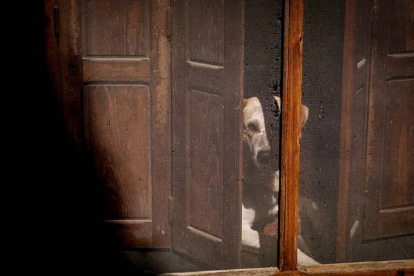 Duvarın Yarı Açık Kapısından Bakan Bir Köpeğin Resmi — Stok fotoğraf