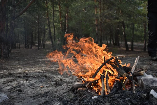 Feu Brûlant Dans Forêt — Photo