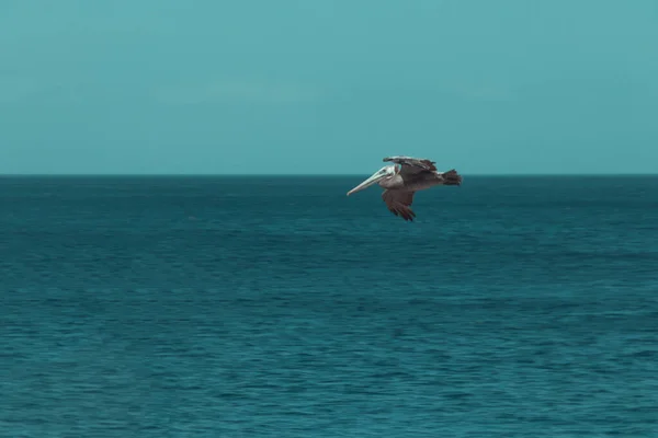 Belo Tiro Pelicano Voando Sobre Água Azul — Fotografia de Stock