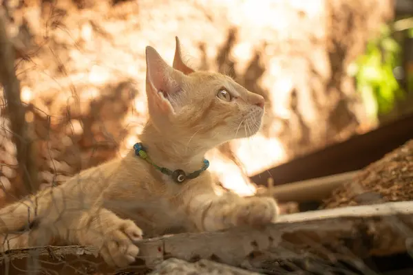 Egy Közeli Felvétel Egy Imádnivaló Világos Narancssárga Macskáról — Stock Fotó