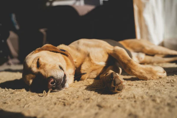 Nahaufnahme Eines Braunen Streunenden Hundes Der Sonnenlicht Auf Dem Boden — Stockfoto