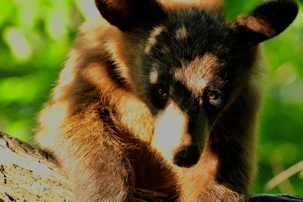 Uma Foto Seletiva Urso Bebê Sentado Uma Floresta Olhando Para — Fotografia de Stock