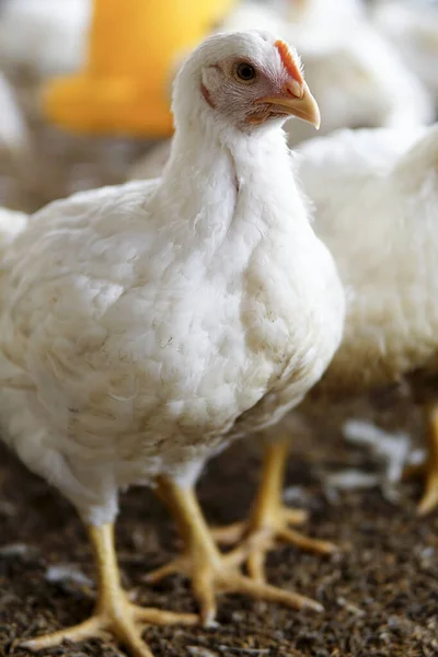 Ένα Λευκό Κοτόπουλο Μια Φάρμα — Φωτογραφία Αρχείου