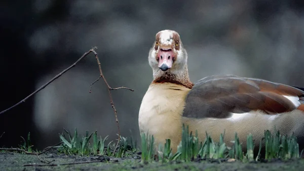 Plan Sélectif Canard Couché Sur Herbe Champ — Photo