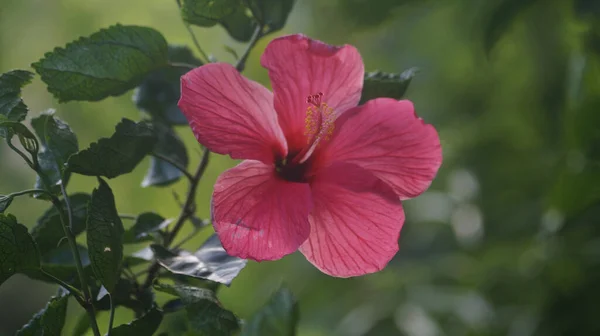 Tiro Close Uma Flor Hibisco Rosa — Fotografia de Stock