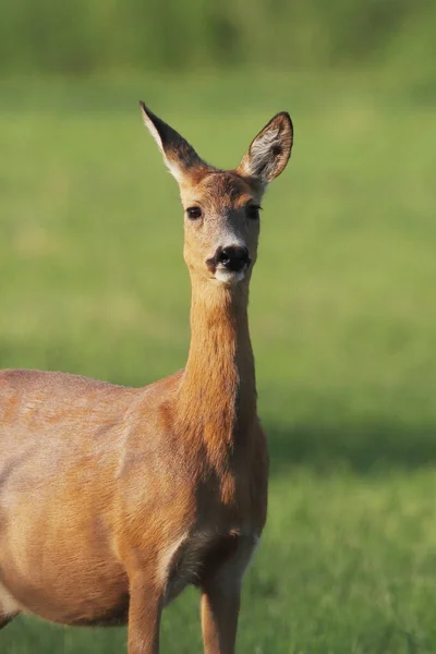 Vertical Shot Deer Greenfield Background — Stock Photo, Image