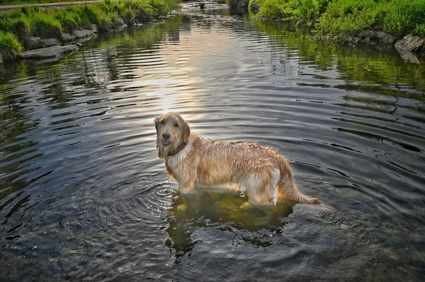 Złoty Retriever Wat — Zdjęcie stockowe