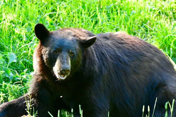 Grande Urso Negro Deitado Relva Verde Prado — Fotografia de Stock