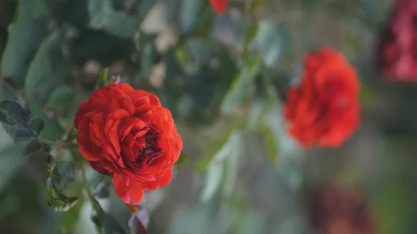 Detailní Záběr Jasně Rudých Růží Zahradě — Stock fotografie