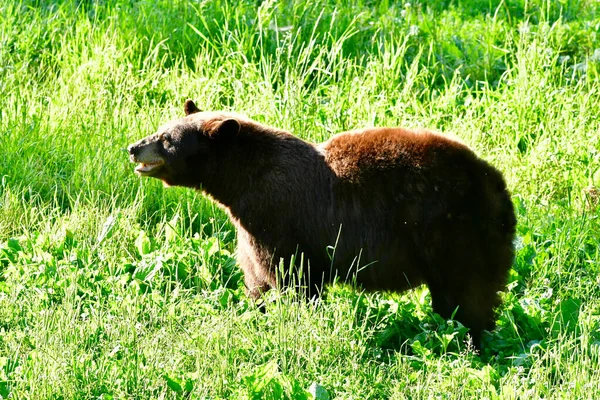 Тибетский Медведь Пасущийся Зеленом Лугу Оглядывающийся Вокруг — стоковое фото