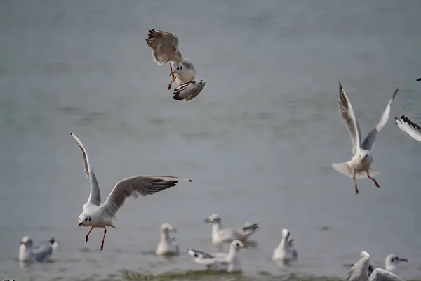 Group Seagulls Coast Sea — Stock Photo, Image