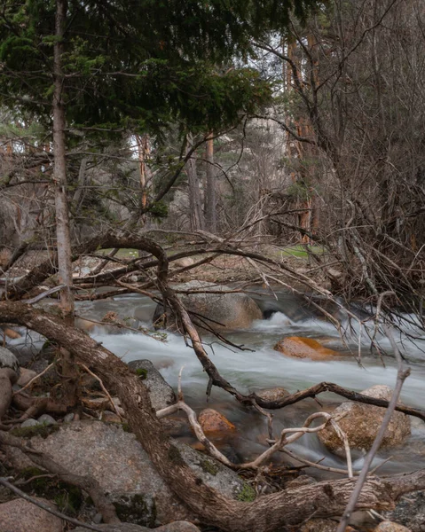 Plan Vertical Une Rivière Entourée Arbres Dans Réserve Las Carcavas — Photo