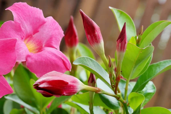 Las Hermosas Flores Brillantes Que Florecen Jardín —  Fotos de Stock