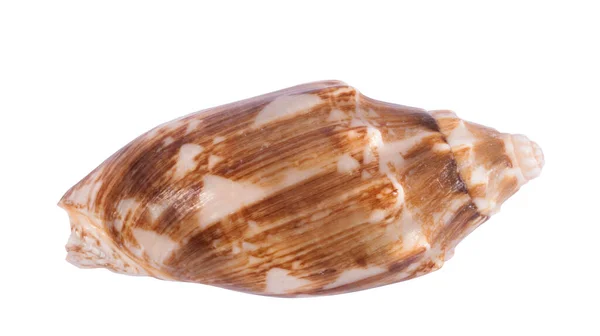 Single Sea Shell Isolated White Background Guatemala — Stock Photo, Image
