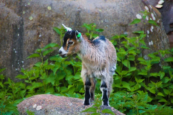 Gros Plan Bébé Chamois Dans Nature — Photo