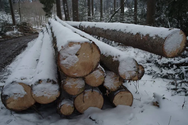 Κοντινό Πλάνο Στοιβαγμένης Ξυλείας Δέντρου Δάσος Καλυμμένο Χιόνι — Φωτογραφία Αρχείου