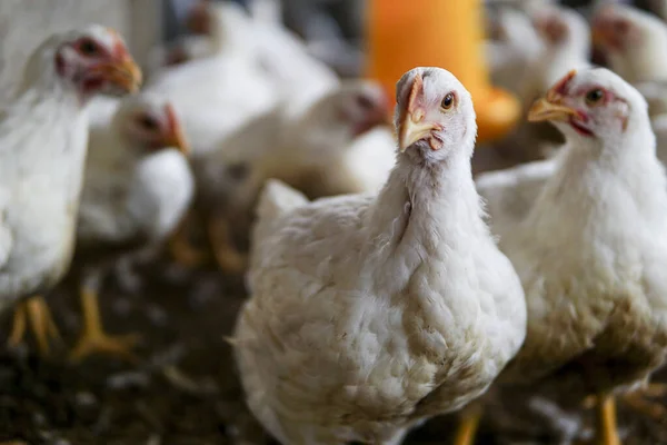 Witte Kip Een Boerderij — Stockfoto