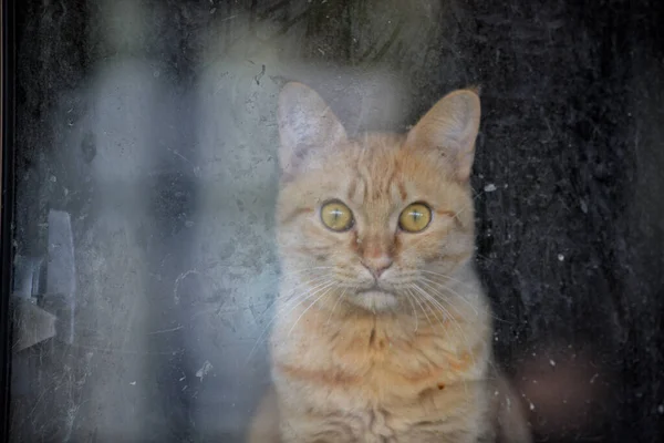 Tabby Cat Looking Window Glass Straight Camera — Stock Photo, Image