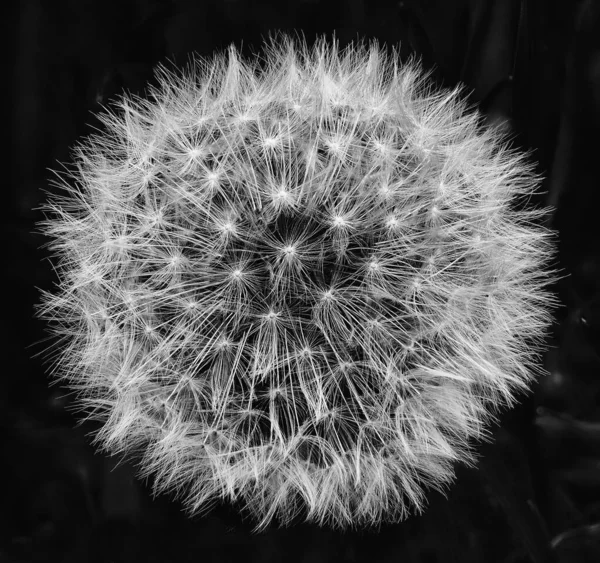 Grayscale Shot Dandelion Outdoors Dark Blurry Background — Stock Photo, Image