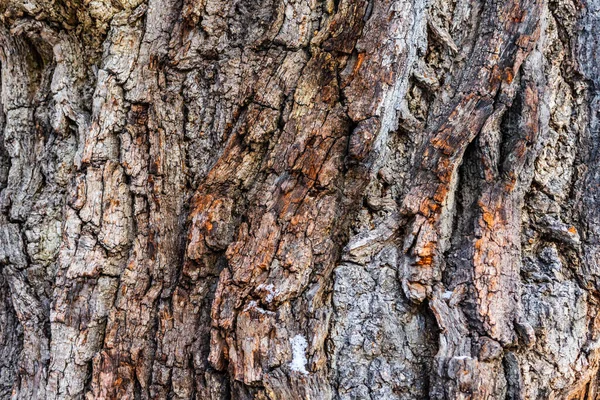 Kaba Kahverengi Ağaç Kabuğu Dokusuna Yakın Çekim — Stok fotoğraf