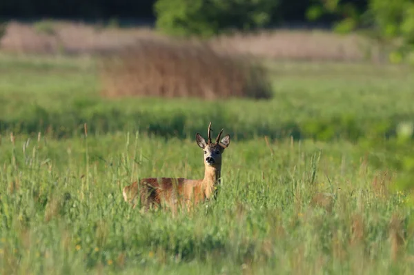 Une Prise Vue Sélective Cerf Travers Les Hautes Herbes Sur — Photo