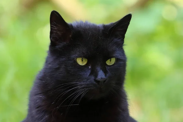 Detailní Záběr Černošky Kočka Pozadí Bokeh — Stock fotografie