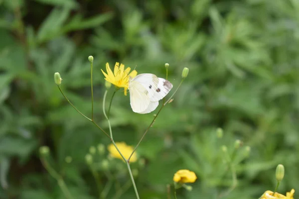 Tiro Close Uma Flor Amarela Uma Borboleta Sentada Sobre Ele — Fotografia de Stock