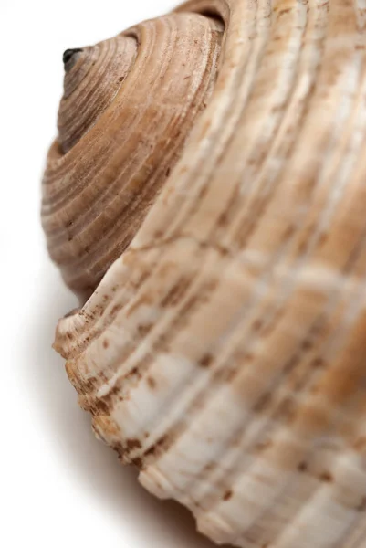 Single Sea Shell Isolated White Background Guatemala — Stock Photo, Image