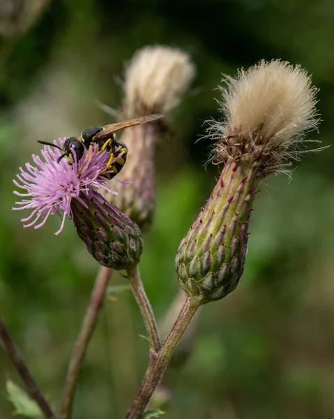 Tiro Macro Beewolf Europeu Philanthus Triangulum Uma Flor Violeta — Fotografia de Stock