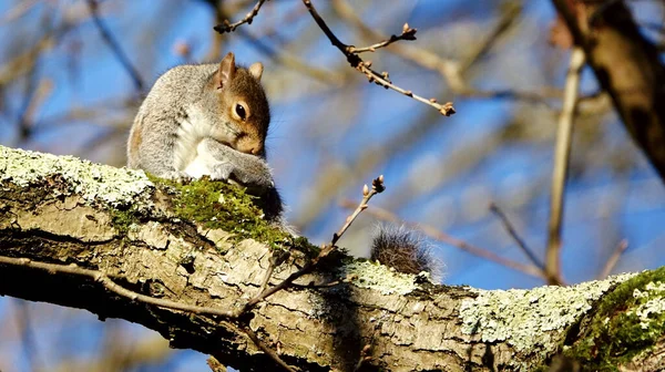 Eine Selektive Fokusaufnahme Eines Niedlichen Eichhörnchens Das Auf Dem Ast — Stockfoto