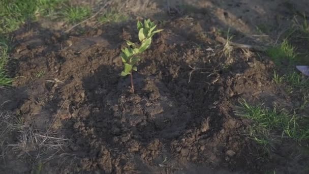 Plantas Verdes Que Crecen Jardín — Vídeos de Stock