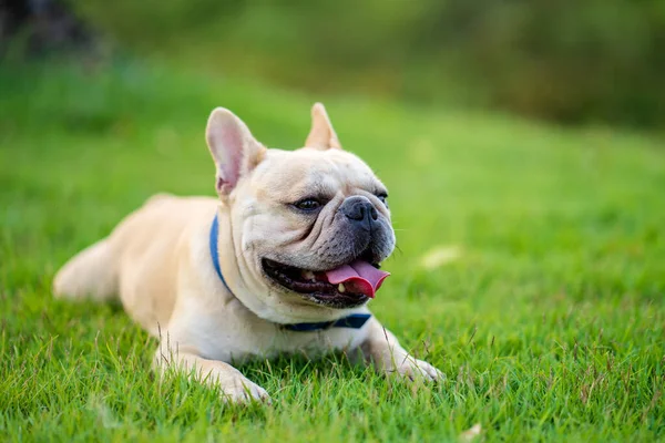Egy Imádnivaló Francia Bulldog Gyepen — Stock Fotó