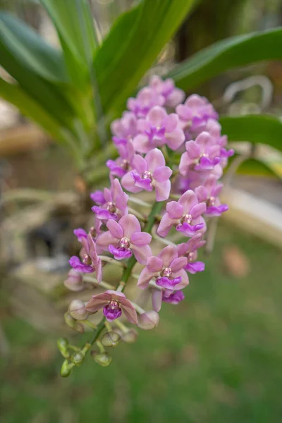 Vertikal Bild Vackra Rhynchostylis Orkidéer — Stockfoto