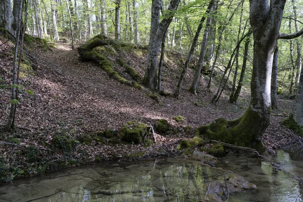 Tiro Ángulo Bajo Arroyo Rodeado Árboles Bosque —  Fotos de Stock