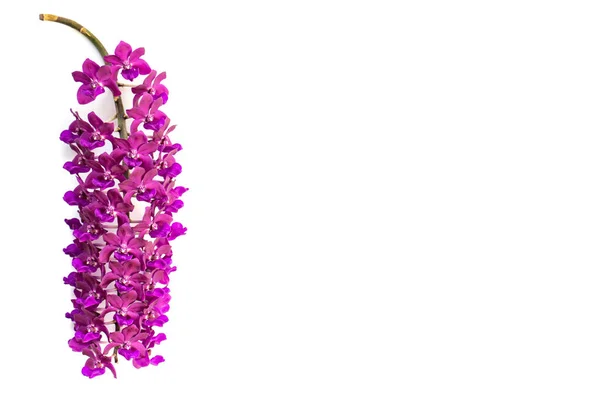 Lila Rhynchostylis Orchideák Elszigetelt Fehér Alapon — Stock Fotó