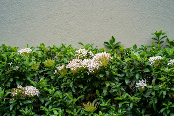 Bush Delicate White Flowers Yard — Stock Photo, Image