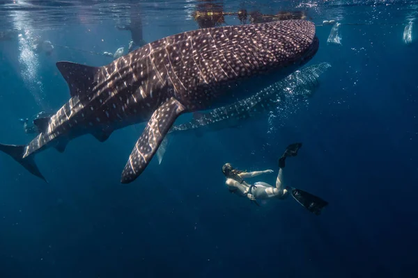 A female diver under the water with whale sharks (Rhincodon typus)