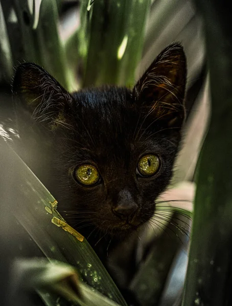 Μια Επιλεκτική Του Ένα Χαριτωμένο Μωρό Γάτα Κοιτάζοντας Από Φύλλα — Φωτογραφία Αρχείου