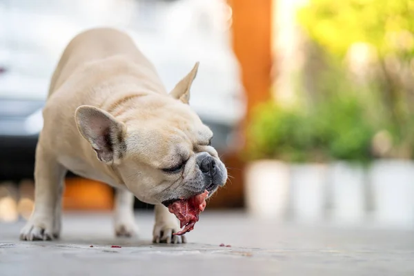 Primer Plano Adorable Bulldog Francés Comiendo Trozo Carne — Foto de Stock