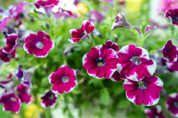 Zbliżenie Ujęcie Kwitnących Purpurowych Kwiatów Petunii — Zdjęcie stockowe