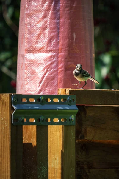 カフェの外に小さな鳥が出没する — ストック写真